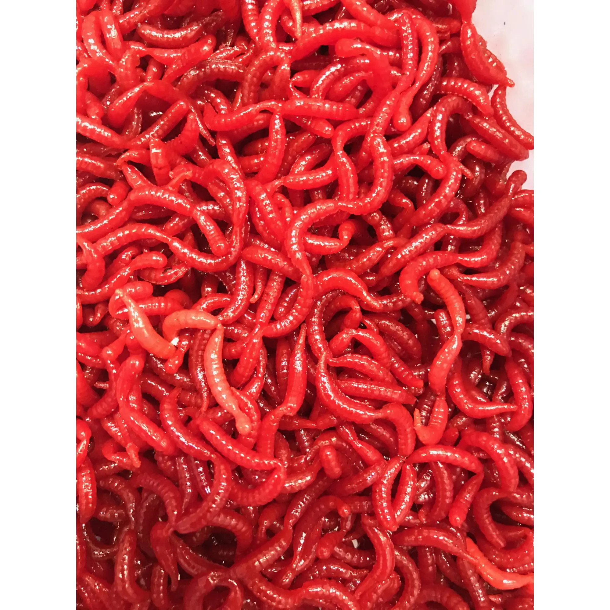 JENZI Tasty Gums Gummik.m.Ger. Maggot 5 JENZI Tasty Gums Gummik.m.Ger. Maggot – Bild 3