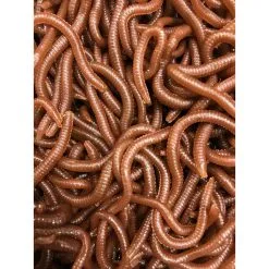 JENZI Tasty Gums Gummik.m.Ger. Worm -Zebco Verkäufe jenzi tasty gums gummik m ger wurm 2